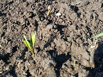 В питомнике под Зеленоградском проросли первые кедры