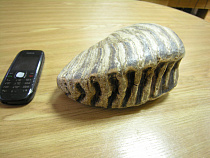 Музею Мирового океана подарили двухкилограммовый зуб мамонта