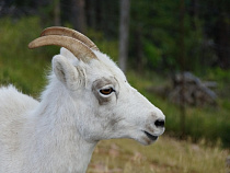 В Польшу вернули более 800 кг подозрительного ветеринарного препарата