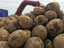 В Калининградской области голландцы построили картофелехранилище на 3000 тонн