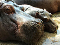 Калининградцев пустят к бегемотам