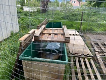 «Биосфера Балтики» держала тюленей в корытах 