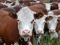 Правительство России утвердило распределение среди регионов субсидий на строительство объектов мясного скотоводства