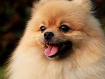 Житель Калининграда может сесть за кражу трёх щенков шпица