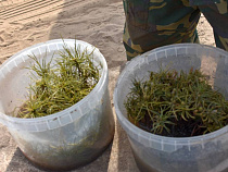 В Советске украли все высаженные на субботнике кедры