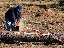 Деревенский житель Калининградской области выплатил за незаконную вырубку 191 500 рублей