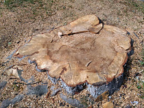 Губернатор Калининградской области рассказал о бесконтрольной рубке в регионе