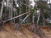 Общественники: Алиханов остановил вырубки в Калининградской области благодаря ОНФ