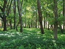 Лесного грабителя из Космодемьянского поместили в СИЗО