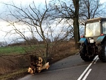 Циклон «Эльза» повалил 13 деревьев на региональных дорогах