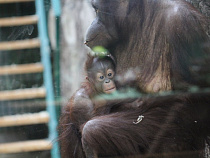Трехмесячному орангутангу из зоопарка в Калининграде дали норвежское имя