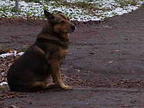 В Калининграде формируется круглосуточная бригада по отлову бродячих собак 
