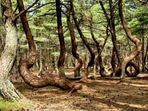 Национальный парк "Куршская коса" будет открыт для посетителей все майские праздники