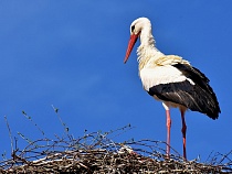 Под Зеленоградском демонтируют башни вместе с гнёздами аистов 