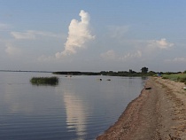 В Куршский залив выпустили 210 тысяч штук сига