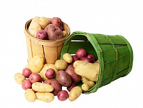 Сельское хозяйство: в полях Калининградской области приступили к уборке картофеля и капусты