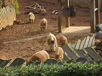 Польша хочет согласия ЕС на строительство забора на границе
