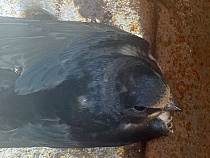 На замок немцев под Калининградом падают ласточки