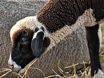 В Правдинском районе житель похитил барана, чтобы съесть его