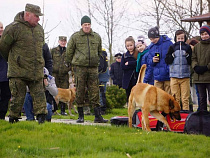В Калининградской области начался чемпионат кинологов