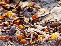 Туристам назвали идеальный день для сбора янтаря в Калининградской области