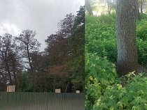 В пригороде Калининграда выжигают деревья кислотой?