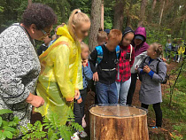 Упавший ясень призвали в свидетели на Куршской косе