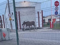 Русский лось демонстративно ушёл в Польшу