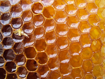 Юрий Лужков начал производство мёда в Калининградской области