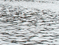 Потоп под Зеленоградском: люди жаловались, что не могут попасть в дома