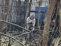 Жителям Калининградской области запретили изобилующие черемшой леса