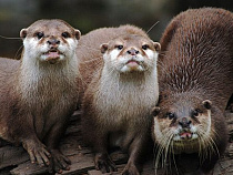 В Калининградском зоопарке в пингвинятнике поселят азиатских выдр