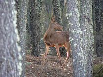 Директора фермы, где нашли мертвых оленей, наказали на 90 000 рублей