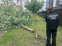 В Калининграде прямо в детском саду на ребёнка обрушилось дерево