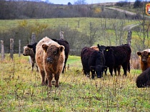 Норвежский инвестор завёз под Озёрск добывающих траву из-под снега коров