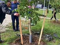 В Заостровье для всех посадили грецкие орехи