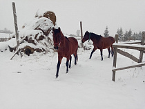 Калининградские фермеры ищут краденых гнедых через соцсети