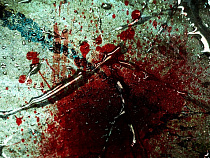 Обрушение Берлинского моста в Калининграде неслучайно