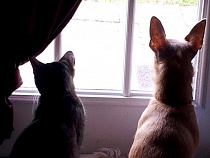 Общественники подозревают «Ковчег» в самоподжоге приюта с животными