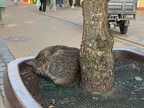 Над знаменитым домом кошек в Зеленоградске нависла страшная угроза 