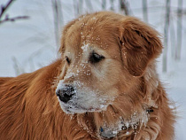 Мокрый снег в Калининградской области продлится до полудня