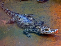 В Калининграде крокодилам разрешат заглянуть людям прямо в глаза