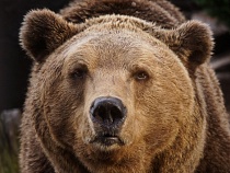 Калининградскому зоопарку пообещали помочь с террариумом и медвежатником