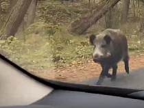 На Куршской косе показали свирепый бросок кабана в машину к девушке 