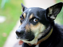 Хозяйка не поверила лаю собаки - лишилась 40 000 рублей