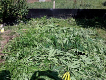 УМВД: у самой границы с Польшей калининградские полицейские нашли целую плантацию марихуаны