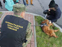 4,2 млн человек прошли через калининградских таможенников с начала 2018 года