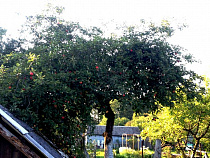 Поляки заинтересованы в развитии сотрудничества с регионом в агробизнесе