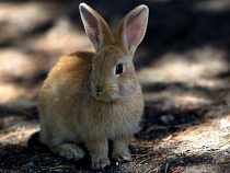 В поселке Переславское голодные зайцы сгрызли 80 деревьев 