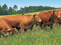 Правительство России поддержит региональную программу развития мясного скотоводства